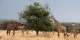 Tanzanie - 2010-09 - 226 - Serengeti - Girafes